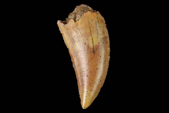 Serrated, Raptor Tooth - Real Dinosaur Tooth #158983